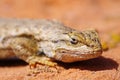 Fence Lizard Head Royalty Free Stock Photo