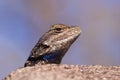 Fence Lizard Head Royalty Free Stock Photo