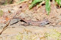 Fence Lizard Illinois Wildlife Royalty Free Stock Photo