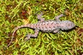 Fence Lizard Illinois Wildlife Royalty Free Stock Photo