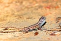 Fence Lizard Illinois Wildlife Royalty Free Stock Photo