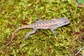 Fence Lizard Illinois Wildlife Royalty Free Stock Photo