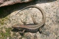 Fence lizard (Lacerta agilis) Royalty Free Stock Photo