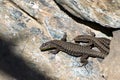 Fence lizard (Lacerta agilis) Royalty Free Stock Photo
