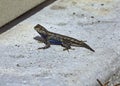 Male Eastern Fence Lizard Royalty Free Stock Photo