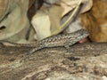 Fence Lizard (Sceloporus undulatus) Royalty Free Stock Photo