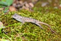 Fence Lizard Sceloporus undulatus