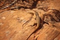 A fence lizard sits on a sandstone boulder. Royalty Free Stock Photo