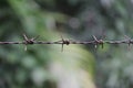 Fence made of barbed wire