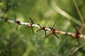 Fence made of barbed wire