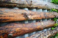 A fence made of logs close-up in perspective, a country hedge.