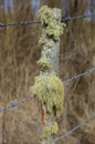 Old wooden fence post with moss growing.