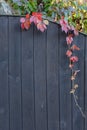 Fence made of wooden planks covered with ivy Royalty Free Stock Photo