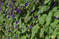 Fence of morning glory's Royalty Free Stock Photo