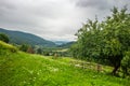 Fence near apple tree on hillside meadow in mountain Royalty Free Stock Photo