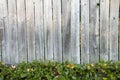 Fence with Pachysandra Royalty Free Stock Photo