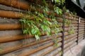 Fence planks with climbing plants Royalty Free Stock Photo