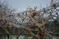 Fence, plants and ice Royalty Free Stock Photo