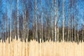 A fence of pointed logs on the background of birch forest. Royalty Free Stock Photo