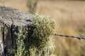 Fence post covered in sage green lichen