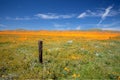 Fence post in field of California Golden Poppies during springtime super bloom in southern California high desert Royalty Free Stock Photo