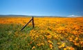 Fence post in field of California Golden Poppies during springtime super bloom in southern California high desert Royalty Free Stock Photo