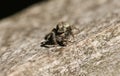 A Fence-Post Jumping Spider, Marpissa muscosa, hunting for food on a wooden fence.