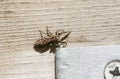 A Fence-Post Jumping Spider, Marpissa muscosa, hunting for food on a wooden gate at the edge of woodland in spring.