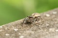 A cute Fence-Post Jumping Spider Marpissa muscosa on a wooden fence hunting for insects.