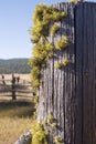 Fence Post With Moss