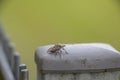 On a fence post sits a little brown bug Royalty Free Stock Photo
