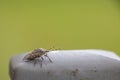 On a grey fence post sits a little brown bug Royalty Free Stock Photo