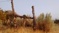 Fence posts and sage