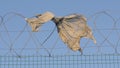 Fence prison strict regime. piece of torn clothing fugitive hanging on barbed wire on a windy day. concept illegal immigration ref