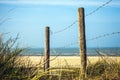 Fence protecting the Dutch dunes covered which beach grass (or marram grass)