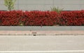 Fence at the road side consisting of a low gray plaster wall and a railing with red leaves hedge. Red sidewalk and asphalt street