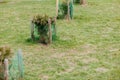 Fence for seedlings, young tree seedling in the garden Royalty Free Stock Photo