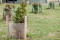 Fence for seedlings, young tree seedling in the garden Royalty Free Stock Photo