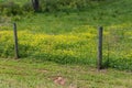 Fence separating cut grass from lush grass with flowers, grass is always greener,