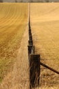 Fence separating two fields, sprouting wheat