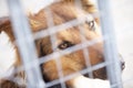 Fence, shelter and sad dog in sanctuary waiting for adoption, foster care and rescue. Pets, depressed and face portrait Royalty Free Stock Photo