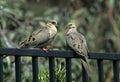 Fence Sitters Royalty Free Stock Photo