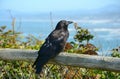 Fence Sitting Raven At Boiler Bay - Oregon Coast Royalty Free Stock Photo