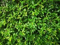 Fence Small leaves green bush tree texture nature background Royalty Free Stock Photo