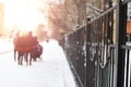 Fence with the sun peaks Royalty Free Stock Photo