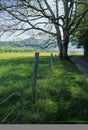 Fence, Tree, Road, Spring Royalty Free Stock Photo