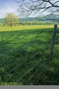 Fence, Tree, Spring Royalty Free Stock Photo