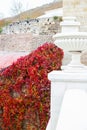 Fence wall braided with curly girlish grapes. Decorative bright red plant in autumn Royalty Free Stock Photo