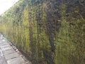 the fence walls are full of moss in Tangerang Royalty Free Stock Photo