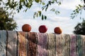 Ripe apples on a fence that is covered with multi-colored sackcloth